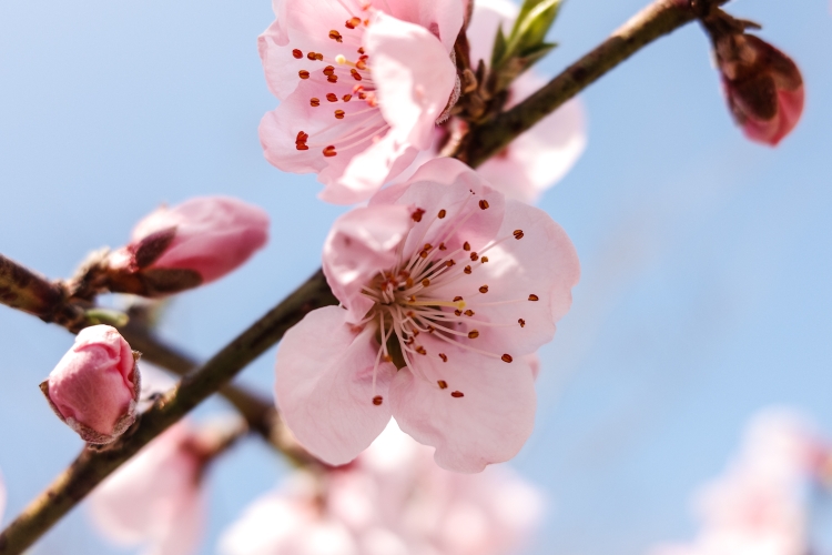 Cherry blossom season