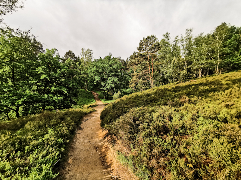 Heathland on Heidschnukenweg