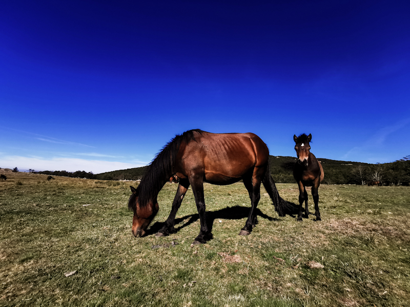 Not wild horses