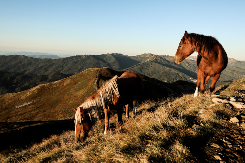 High altitude horses