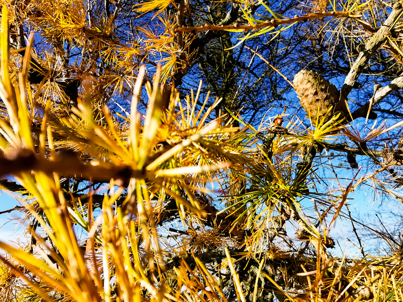 Golden alpine pine. Feels like home.