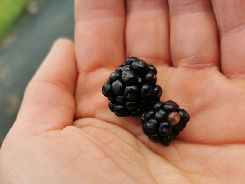 Blackberries! I wasn't expecting them so late in November. 