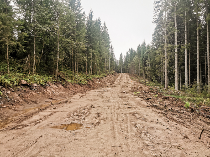 Freshly bulldozed road. Looks like another forest will bite the dust soon. 