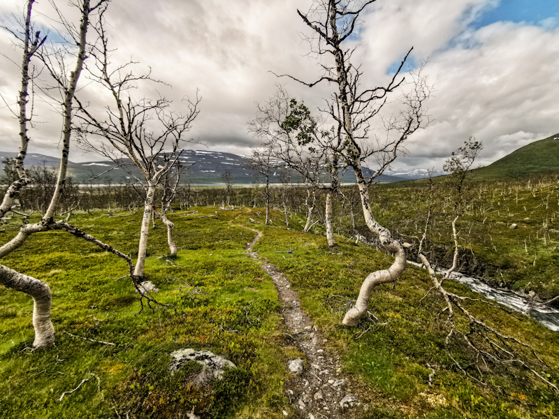 Sorry looking birch forest 