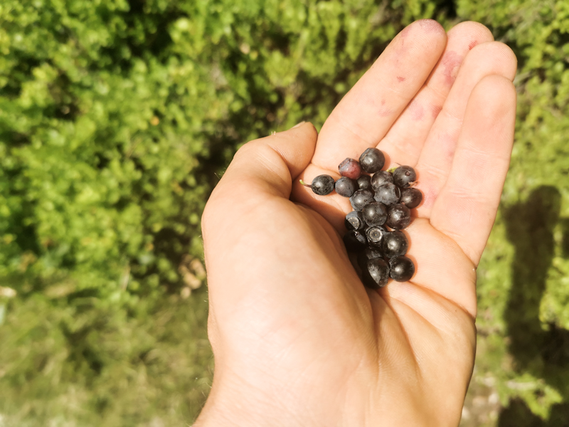 Blueberries 😊