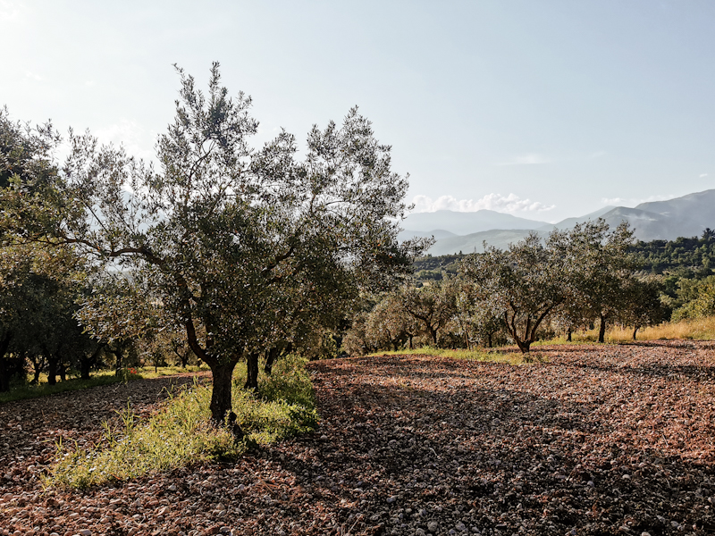 Olive trees along the way