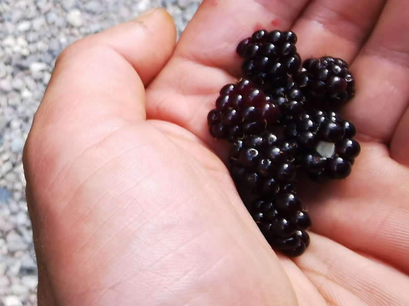 Blackberries for a change