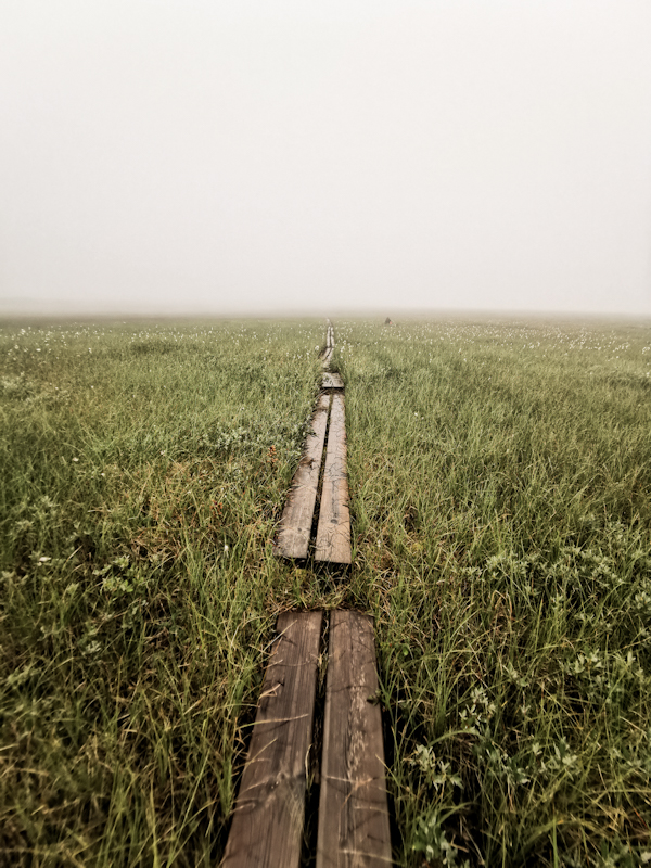 Boardwalk into the unknown 