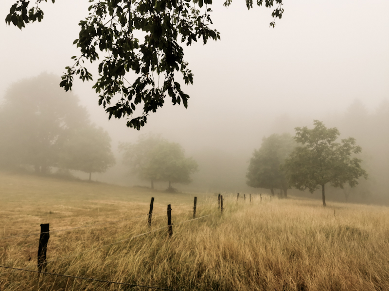 Persistent fog