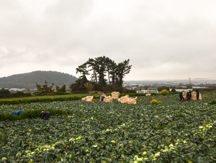 Harvesting cabbage