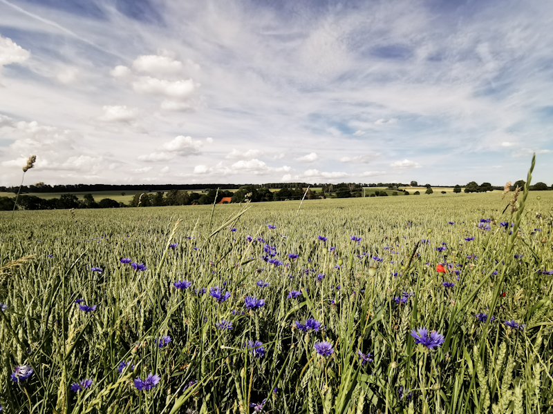 More fields 