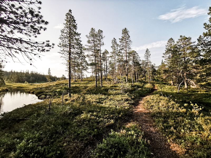 Nice trail