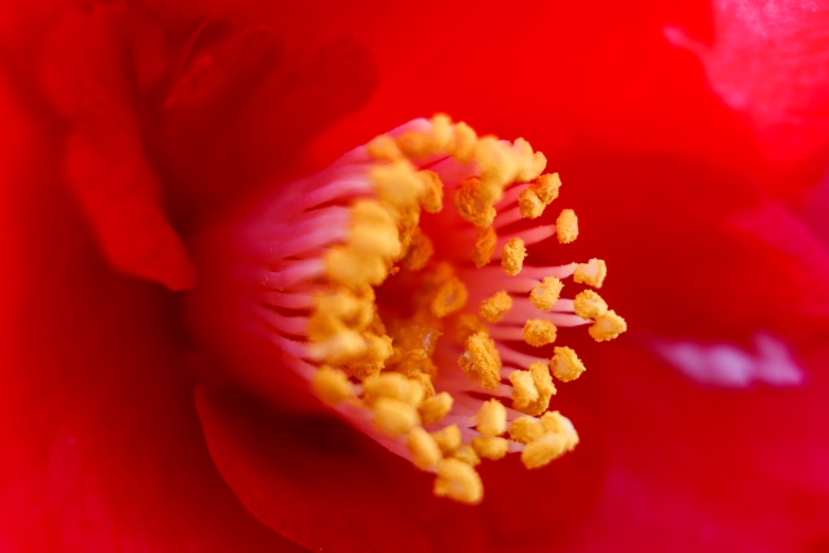 And some other flowers