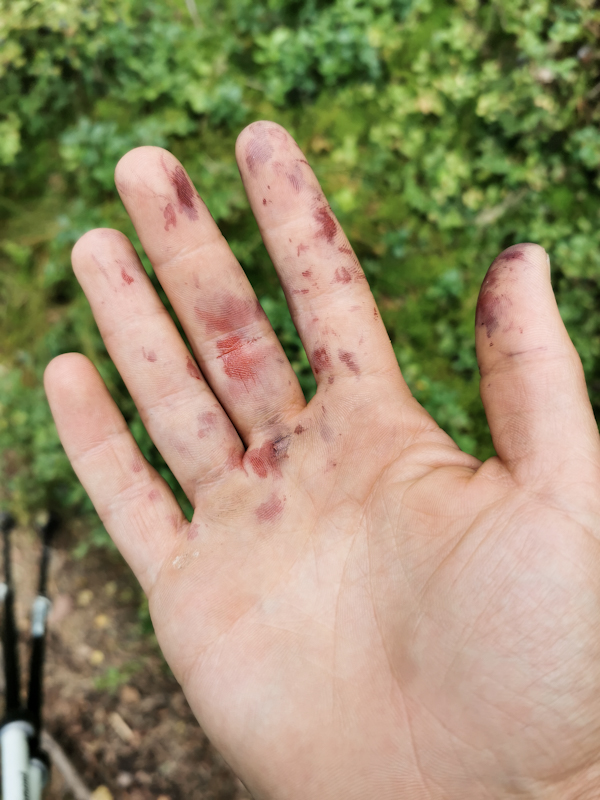 Blueberry-picking-hand