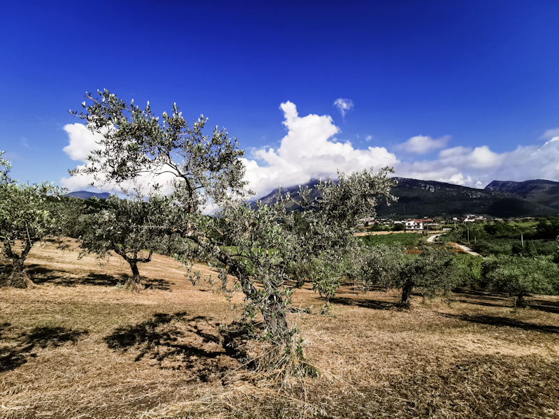 Olive trees 