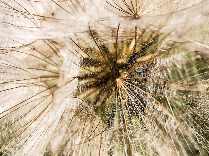 A flower