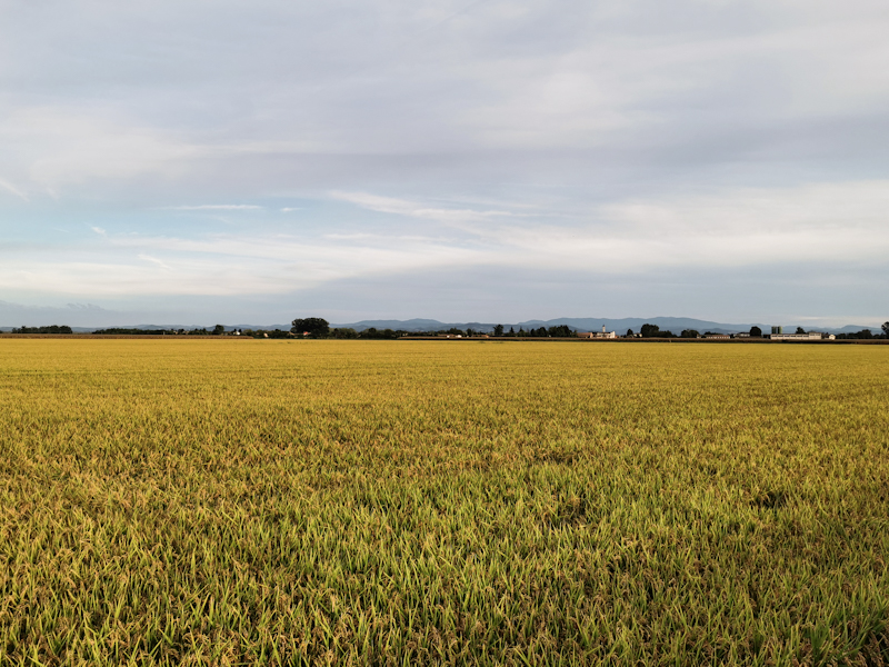 Rice Paddies 