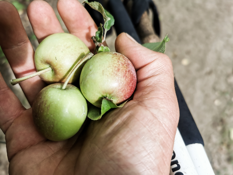 Mini apples