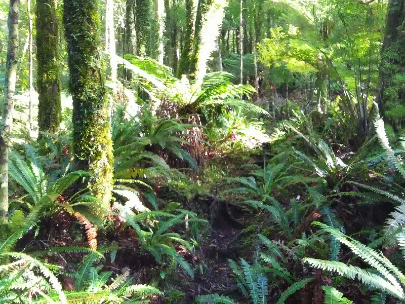...forest...