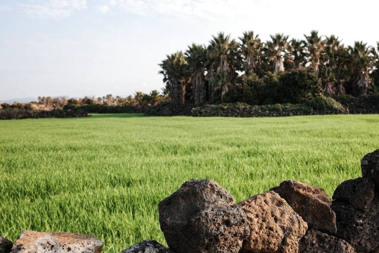 The view inland. Jeju is famous for its stone walls.