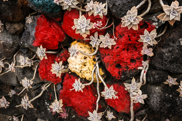 Some flowers