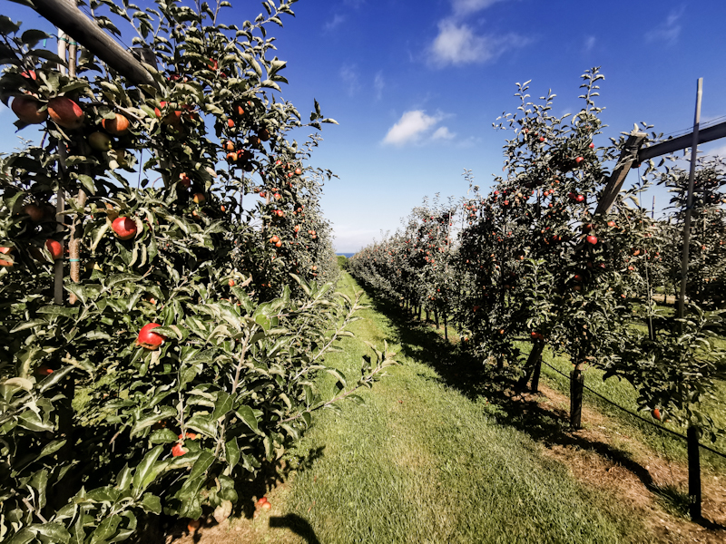 Seems to be a good climate for apples