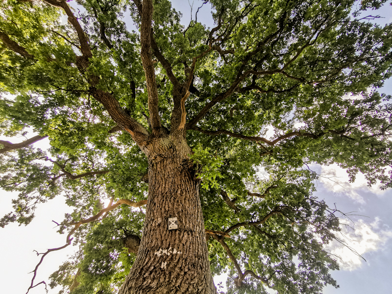 Quick rest under an oak tree