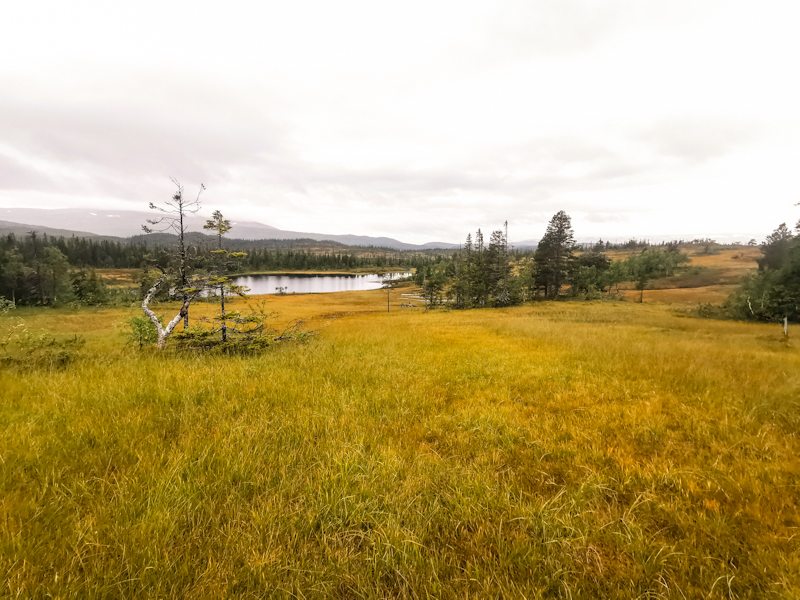 Lots and lots of wetlands 