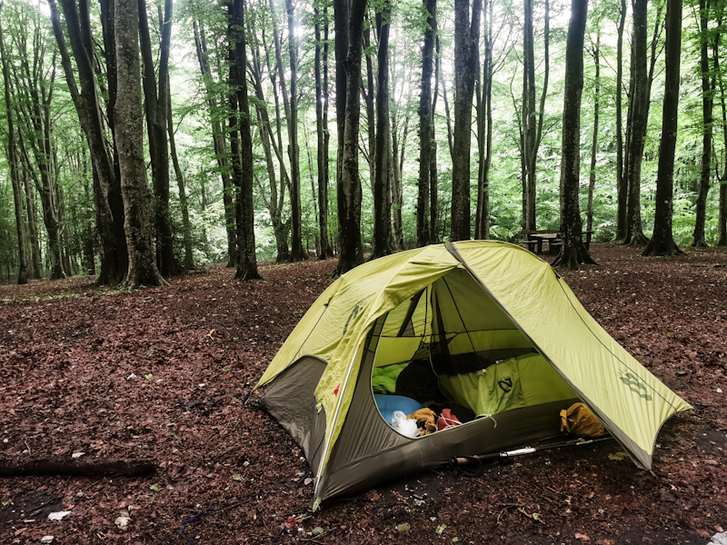 Tranquility in a stretch of beautiful beech forest