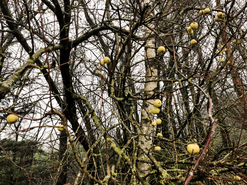 Vitamins hanging on the tree. A bit sour but otherwise perfect for eating. 