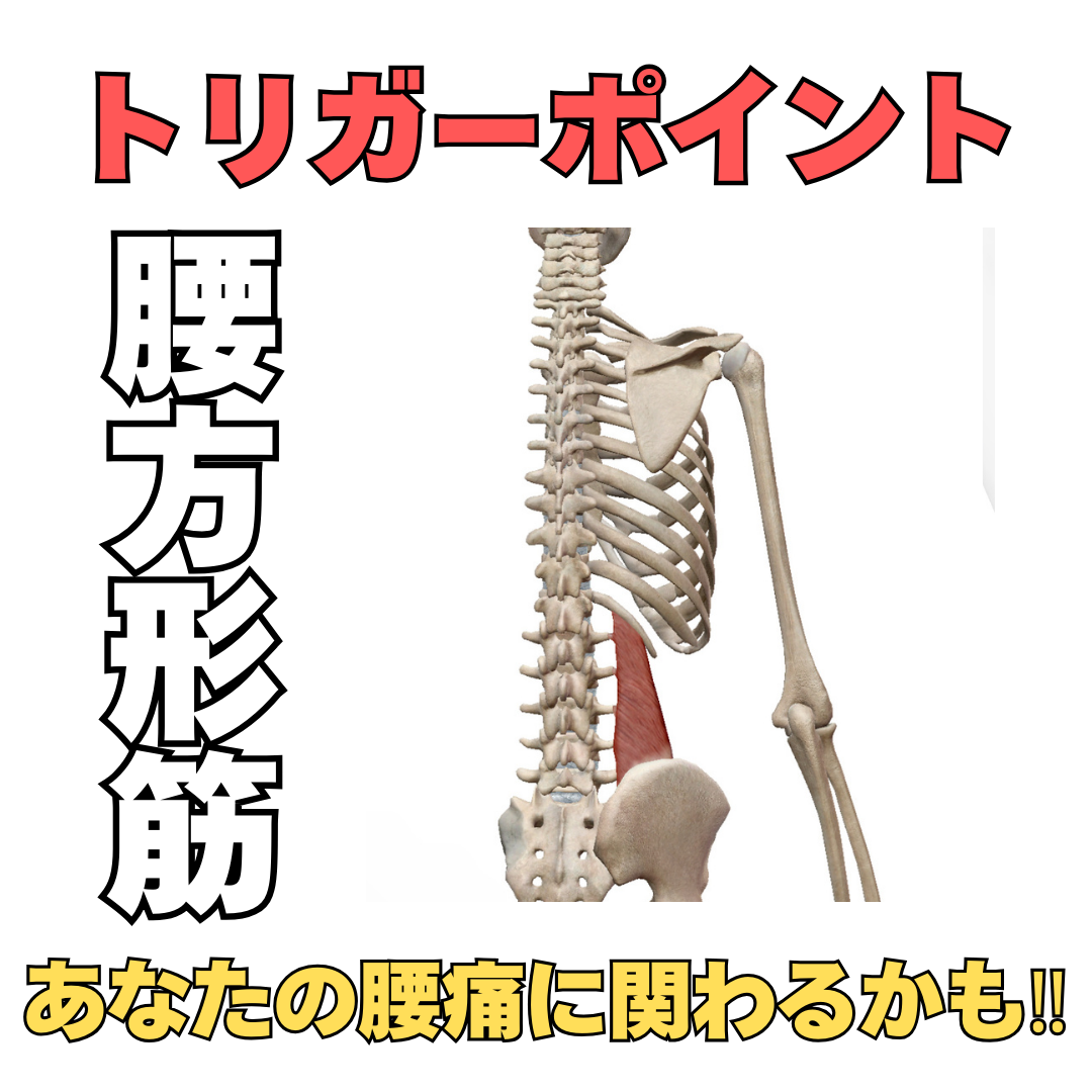 あなたの腰痛には、腰方形筋が関わっているかもしれない
