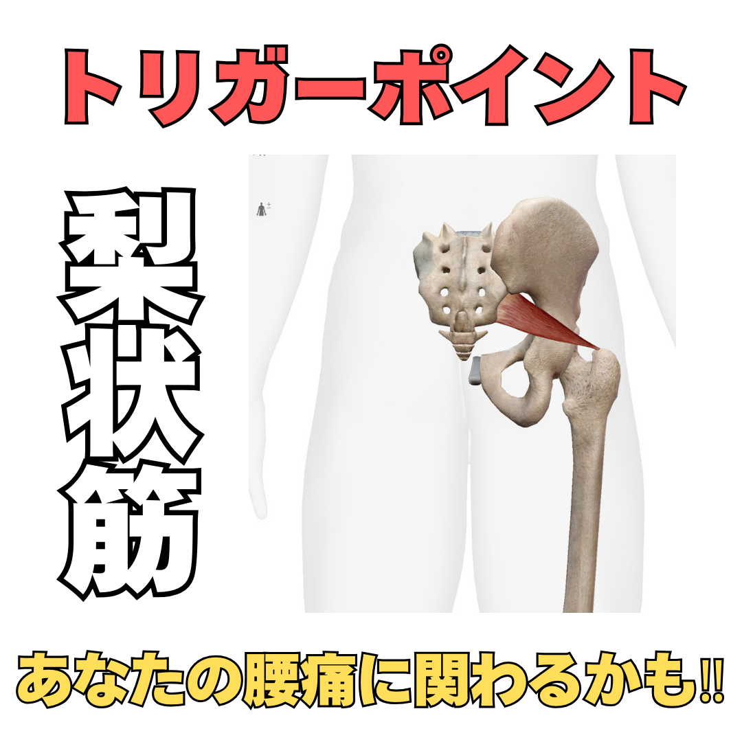 あなたの腰痛には梨状筋が関わっているかもしれない