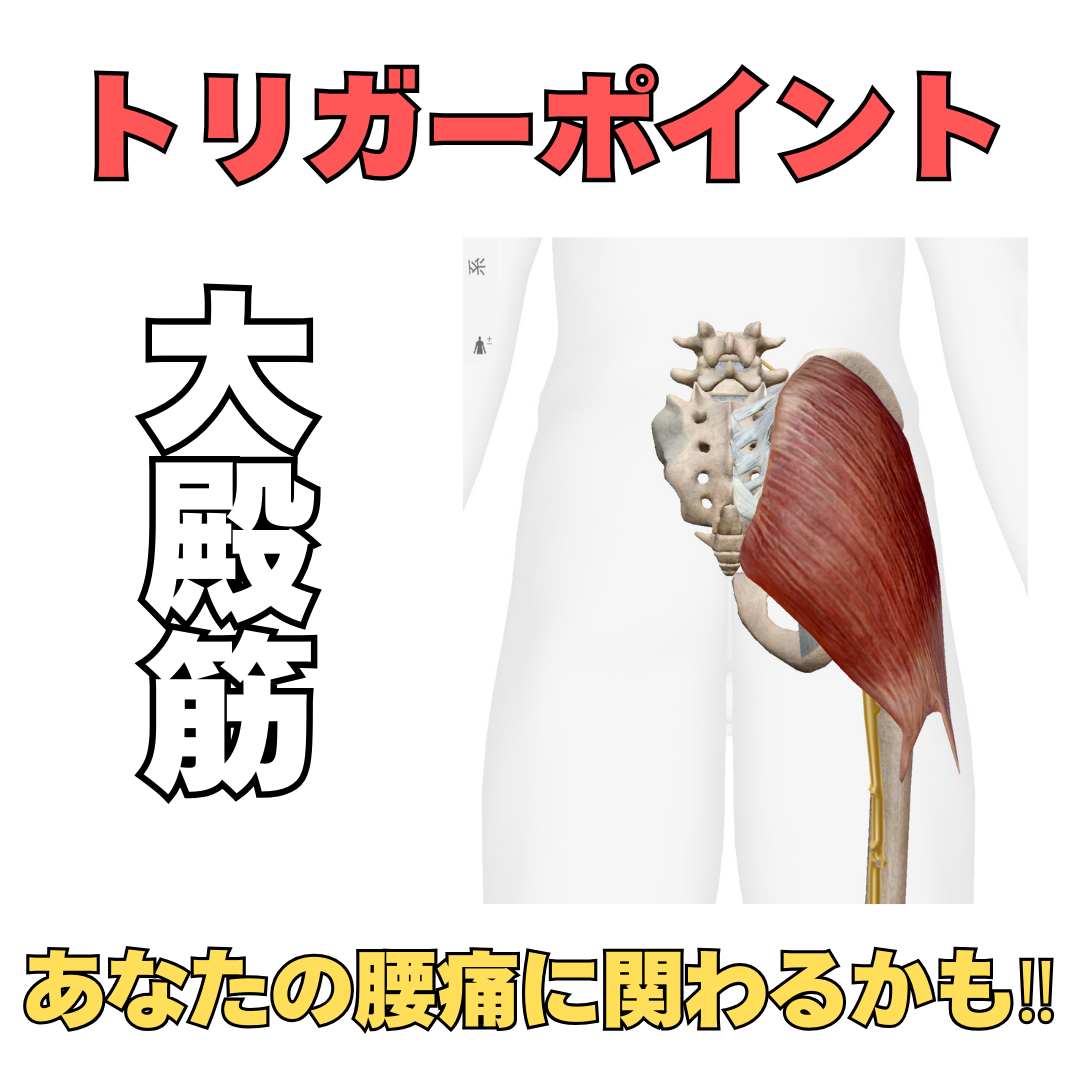 あなたの腰痛には、大臀筋が関わっているかもしれない