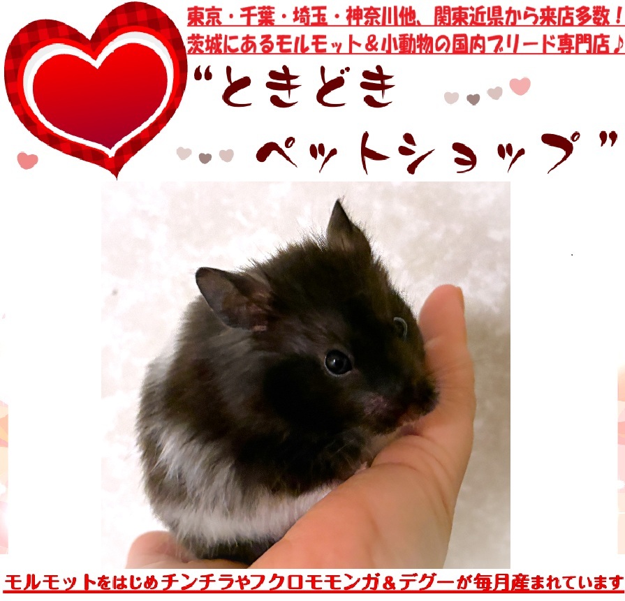 ゴールデンハムスターのブラックバンデッド（白黒）