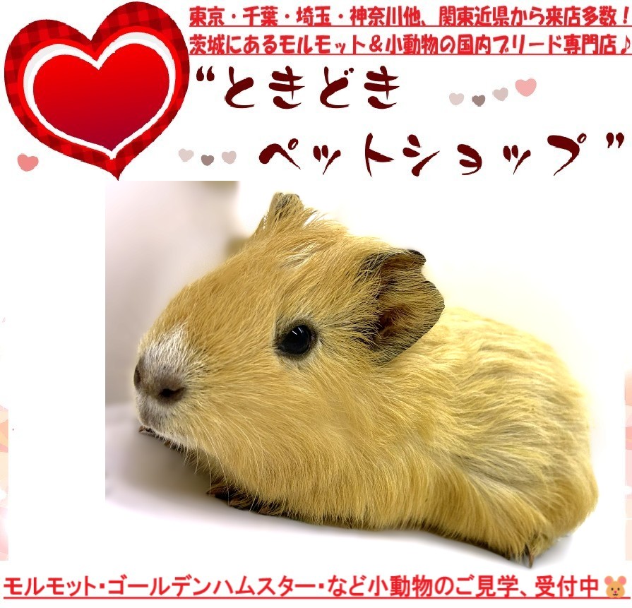 モルモット（イングリッシュモルモット）販売｜モルモット・小動物専門ブリーダー【ときどきペットショップ】
