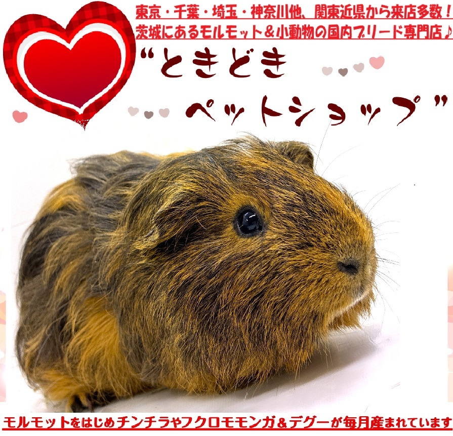お迎えいただいたシェルティモルモット（茶、オレンジ）｜シェルティモルモット販売・ブリーダー直譲【ときどきペットショップ】