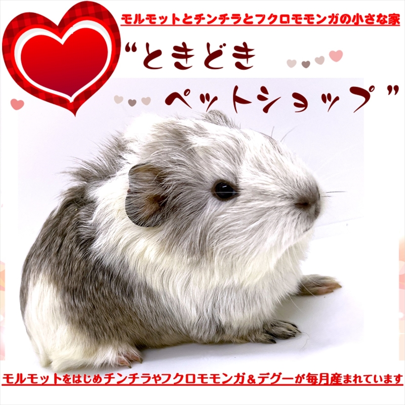 お迎えいただいたアビシニアンモルモット｜アビシニアンモルモット販売・ブリーダー直譲【ときどきペットショップ】