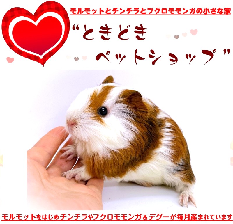 お迎えいただいたシェルティモルモット（茶、オレンジ、トライカラー）｜シェルティモルモット販売・ブリーダー直譲【ときどきペットショップ】