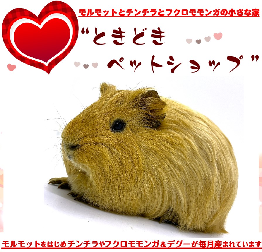 シェルティモルモット（茶、オレンジ）売約済み｜シェルティモルモット販売・ブリーダー直譲【ときどきペットショップ】