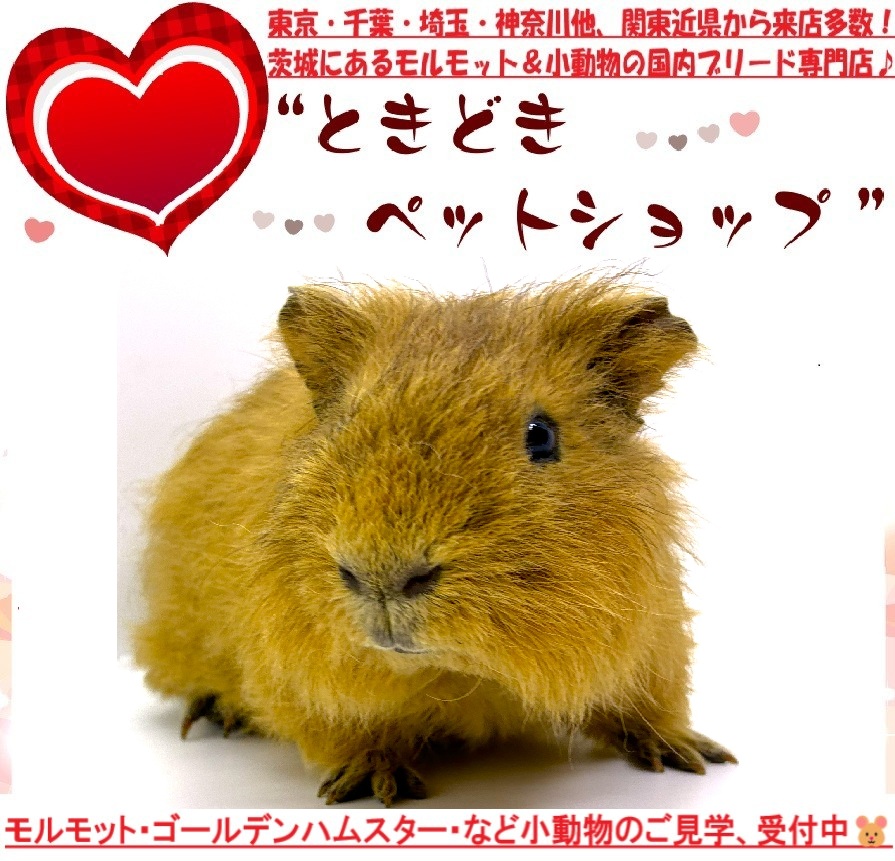 テディモルモット売約済み（茶色）｜モルモット・ゴールデンハムスター販売・小動物専門ブリーダーときどきペットショップ