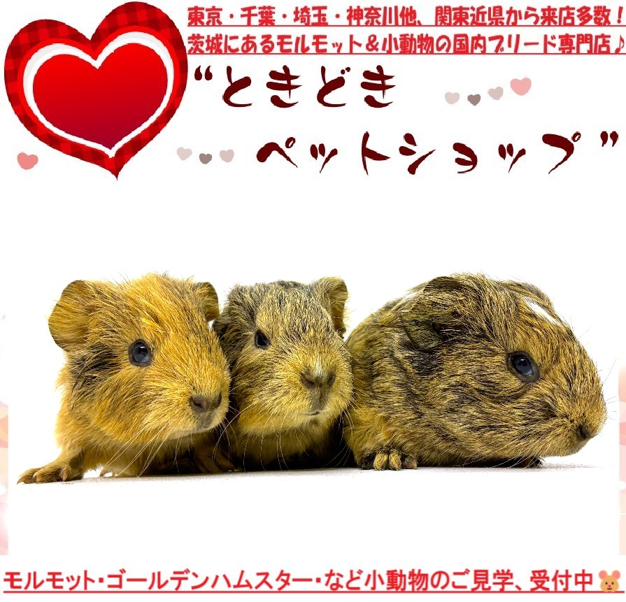 イングリッシュモルモット販売(3姉妹)｜モルモット・ゴールデンハムスター販売・小動物専門ブリーダーときどきペットショップ
