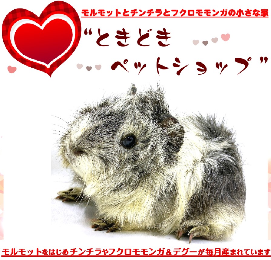 お迎えいただいたアビシニアンモルモット（グレー、ホワイト）｜アビシニアンモルモット販売・ブリーダー直譲【ときどきペットショップ】）