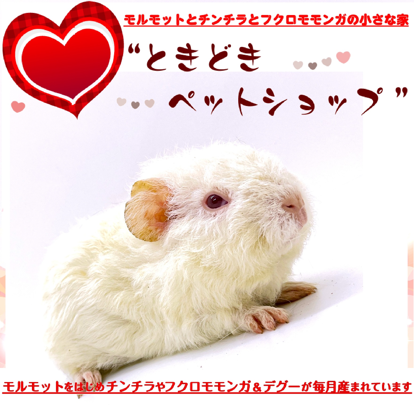 ときどきペットショップ テディモルモット