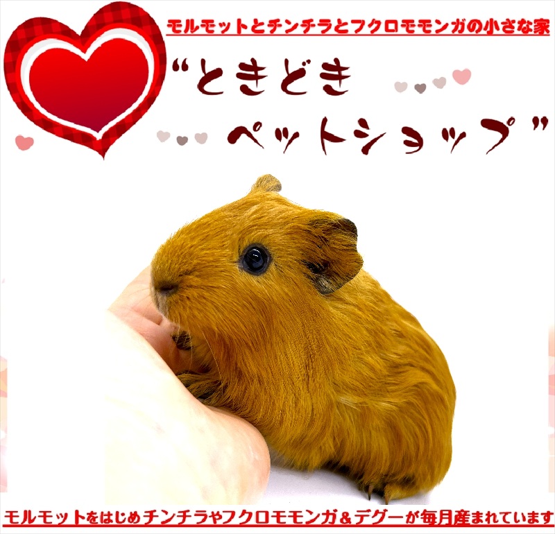 お迎えいただいたシェルティモルモット（茶、オレンジ）｜シェルティモルモット販売・ブリーダー直譲【ときどきペットショップ】