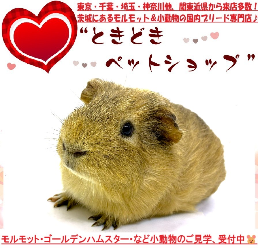 モルモット販売（イングリッシュモルモット、スモーク、単色）｜モルモット・小動物専門ブリーダー【ときどきペットショップ】