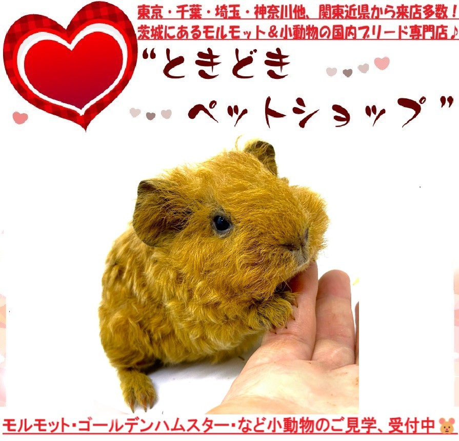モルモットベビー(テディモルモット)販売｜モルモット・ゴールデンハムスター販売・小動物専門ブリーダー[ときどきペットショップ]260602-2