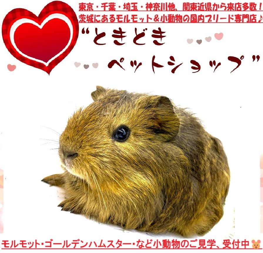 モルモットベビー(シェルティモルモット)販売｜モルモット・ゴールデンハムスター販売・小動物専門ブリーダー[ときどきペットショップ]260517-2-2