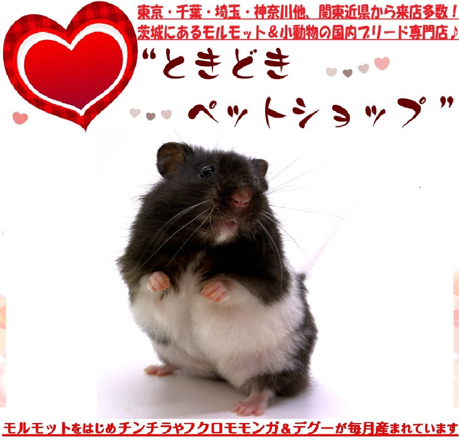 ゴールデンハムスター売約済み「ブラックバンデッド」｜ゴールデンハムスター・小動物専門ブリーダー直営「ときどきペットショップ」