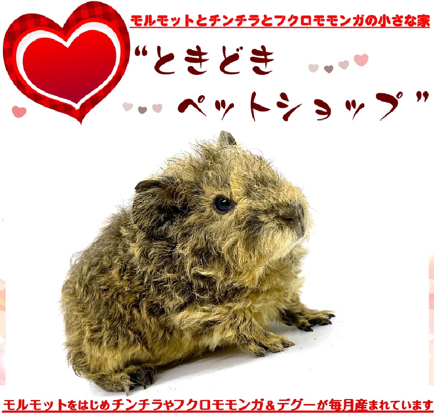 お迎えいただいたテディモルモット｜テディモルモット販売・ブリーダー直譲【ときどきペットショップ】