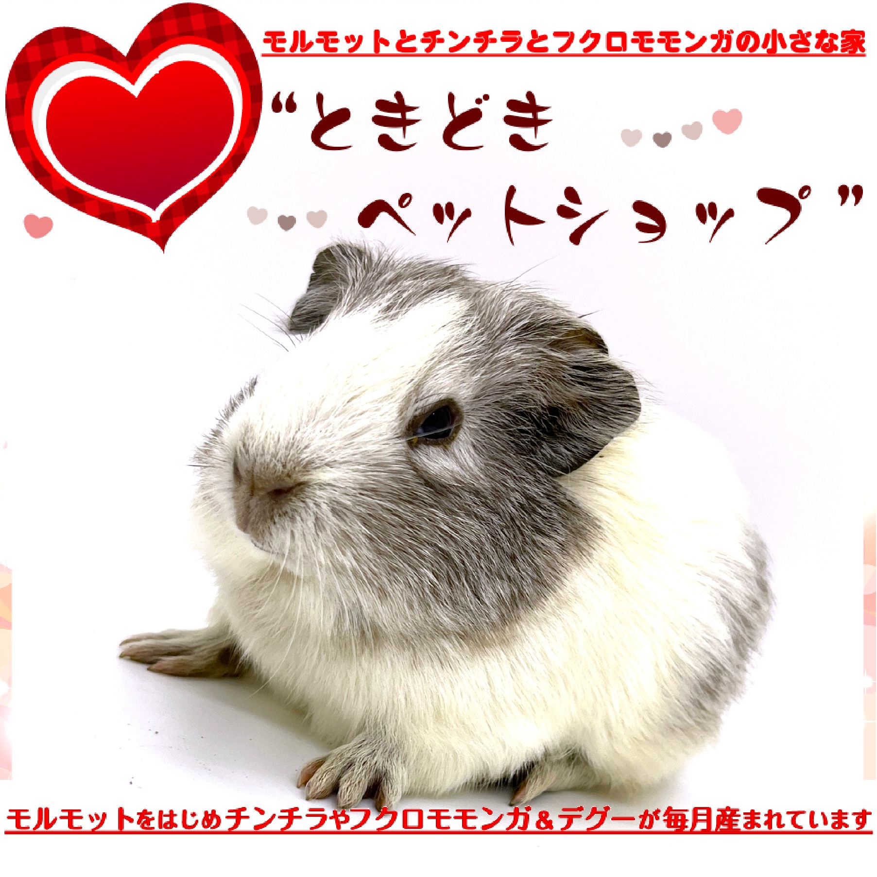 ときどきペットショップ イングリッシュモルモット